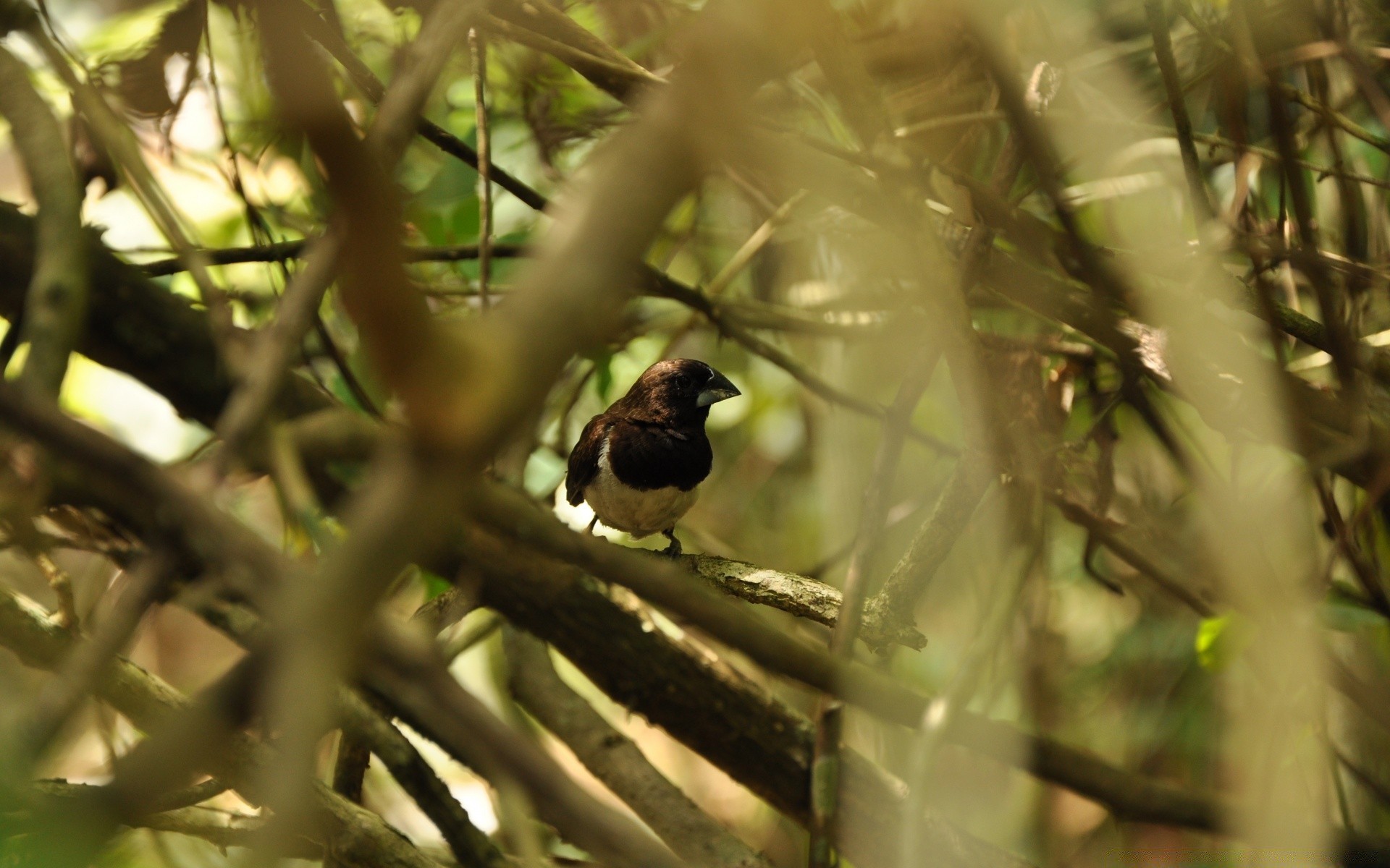 oiseaux oiseau faune flou nature à l extérieur arbre animal lumière du jour feuille bois sauvage