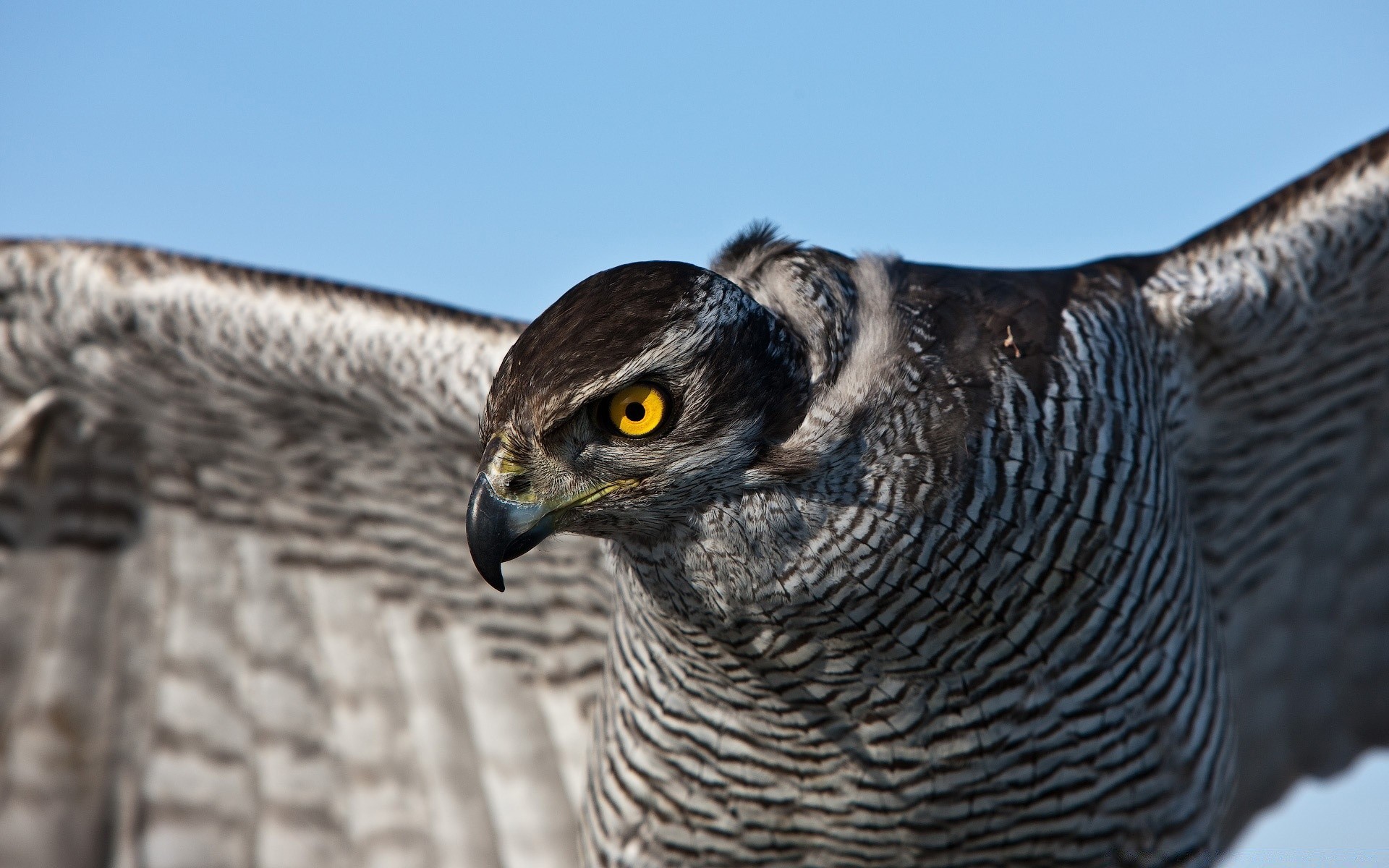 orzeł ptak dzika przyroda zwierzę pióro natura raptor dziób dziki zdobycz hawk drapieżnik skrzydło sokół