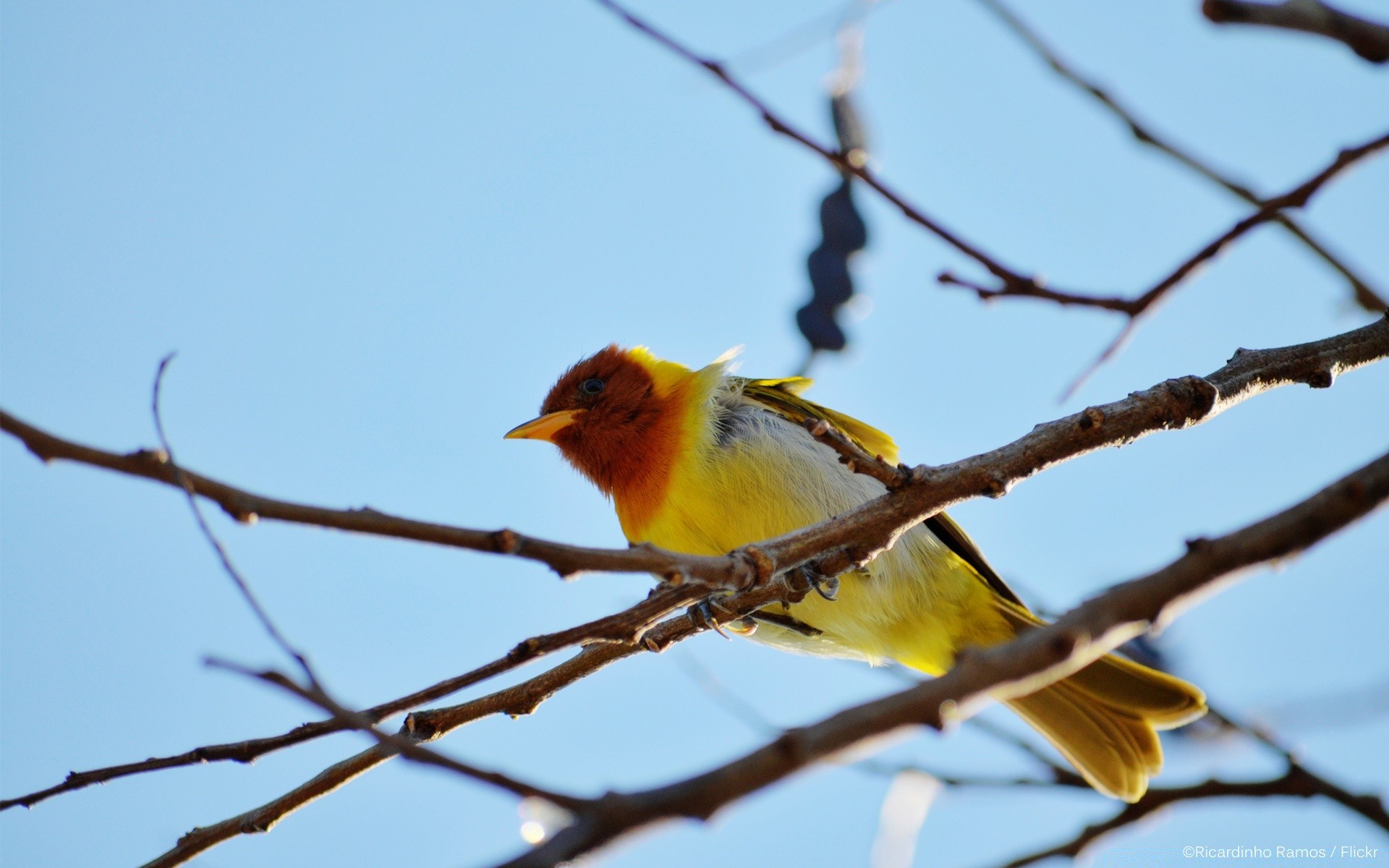 birds bird wildlife outdoors songbird nature avian animal tree finch