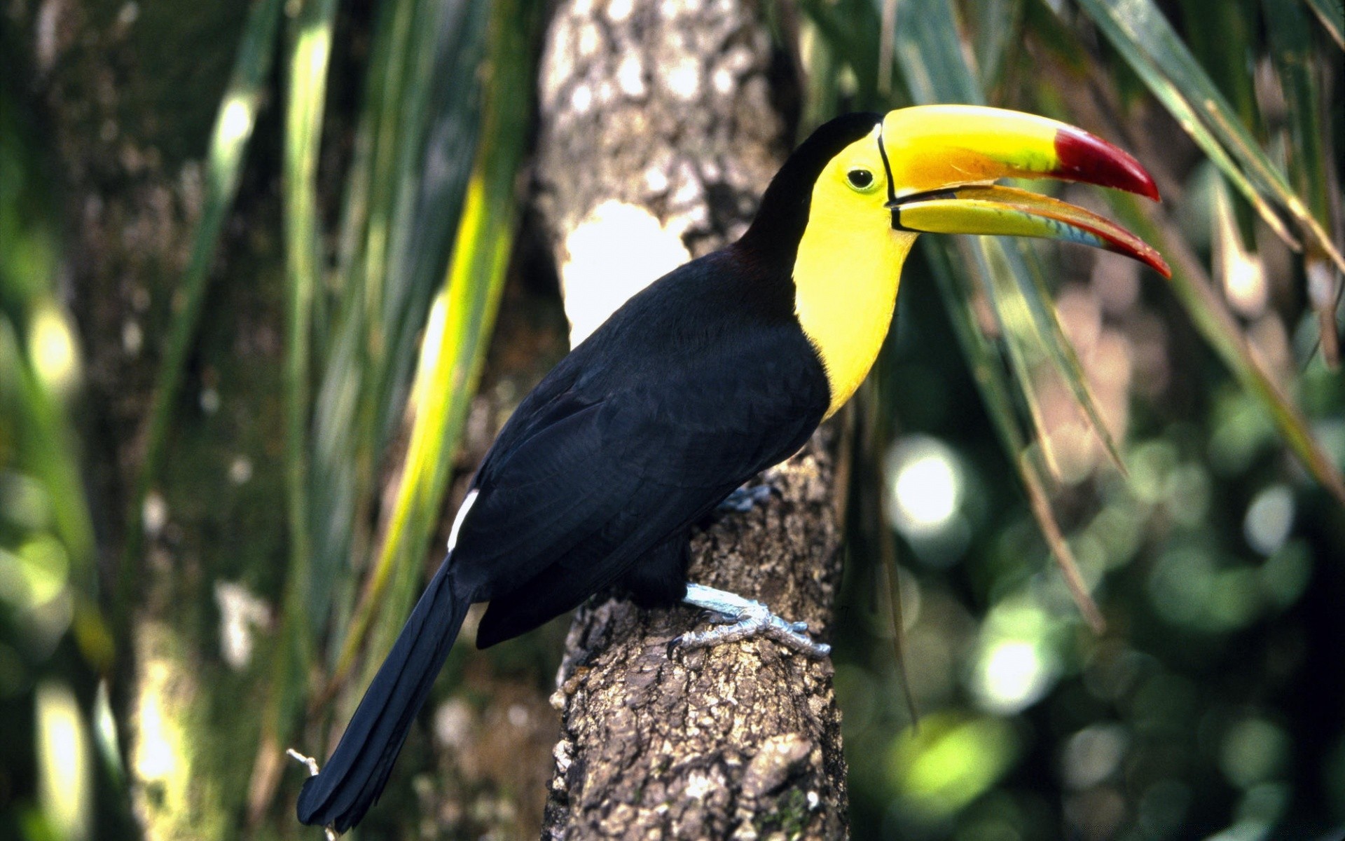 uccelli uccello della fauna selvatica tropicale foresta tropicale becco esotico all aperto giungla natura selvaggio avian piuma animale legno albero ala pappagallo