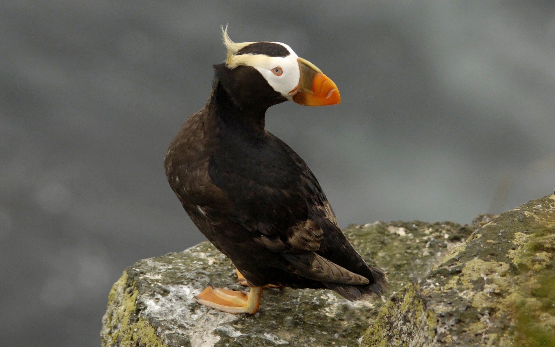 birds bird wildlife nature animal wild beak outdoors side view avian