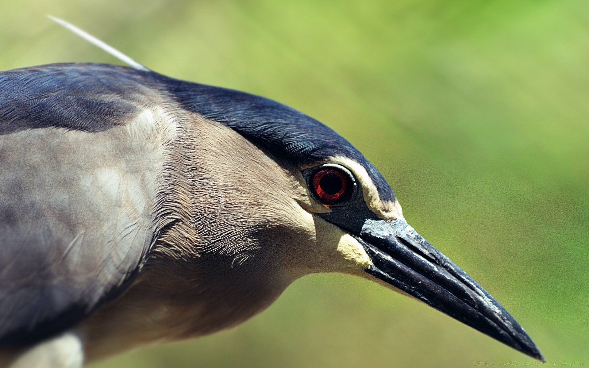 aves pássaro vida selvagem animal natureza bico selvagem pena gerona retrato avian água nota