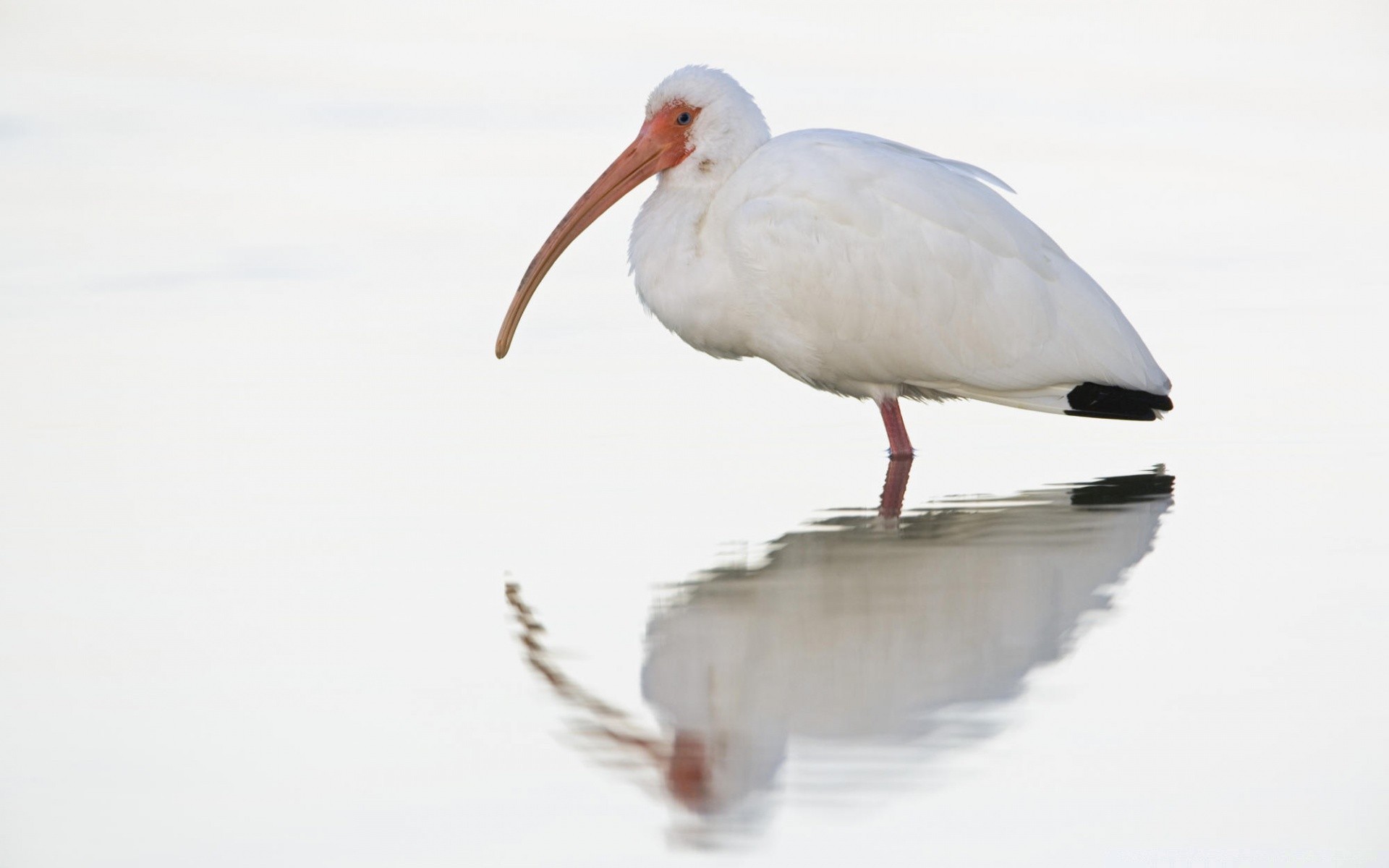 aves pássaro vida selvagem animal pena bico natureza aves sozinho selvagem