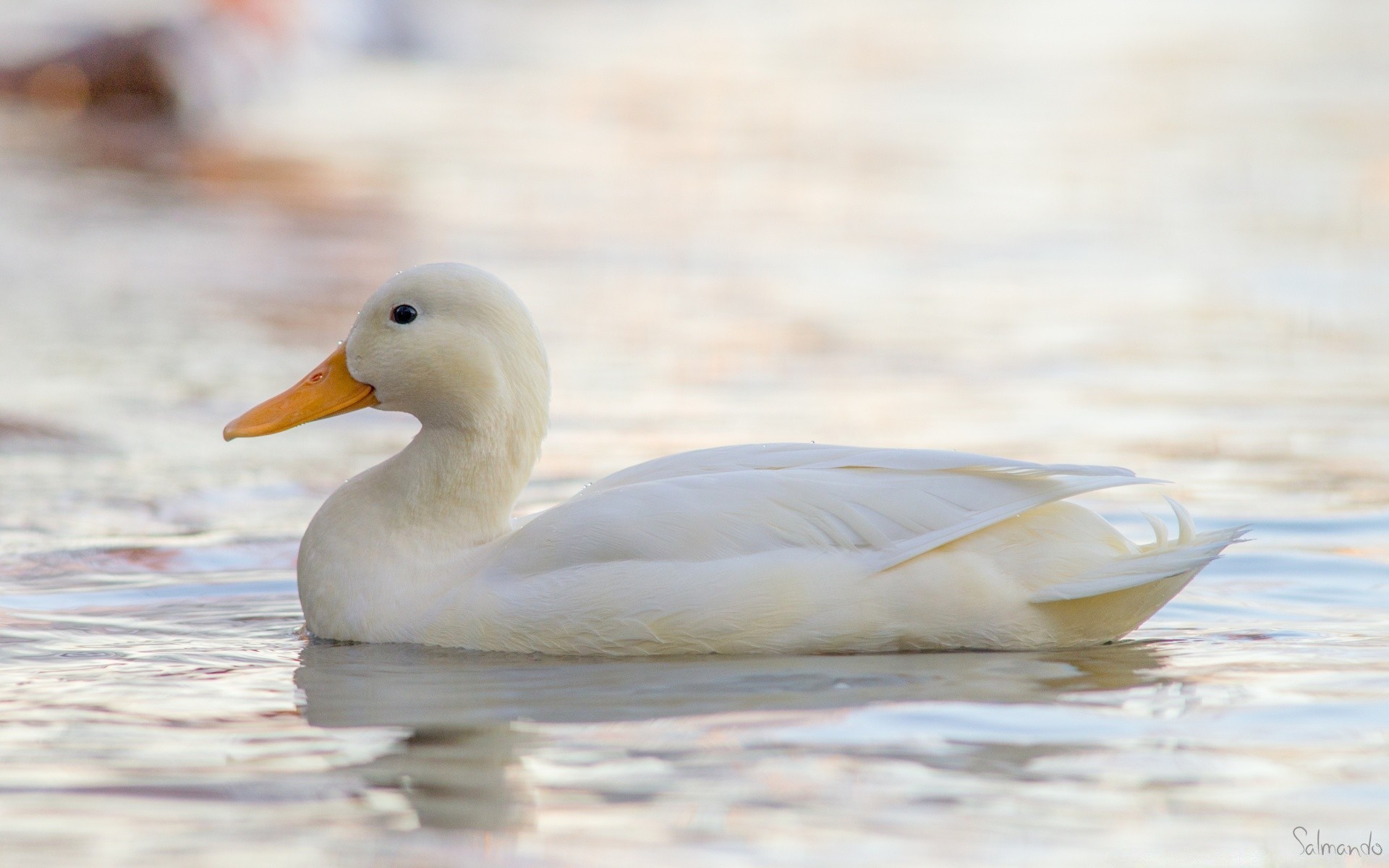 cigni uccello anatra acqua uccelli acquatici fauna selvatica natura lago oca piuma cigno animale all aperto nuoto