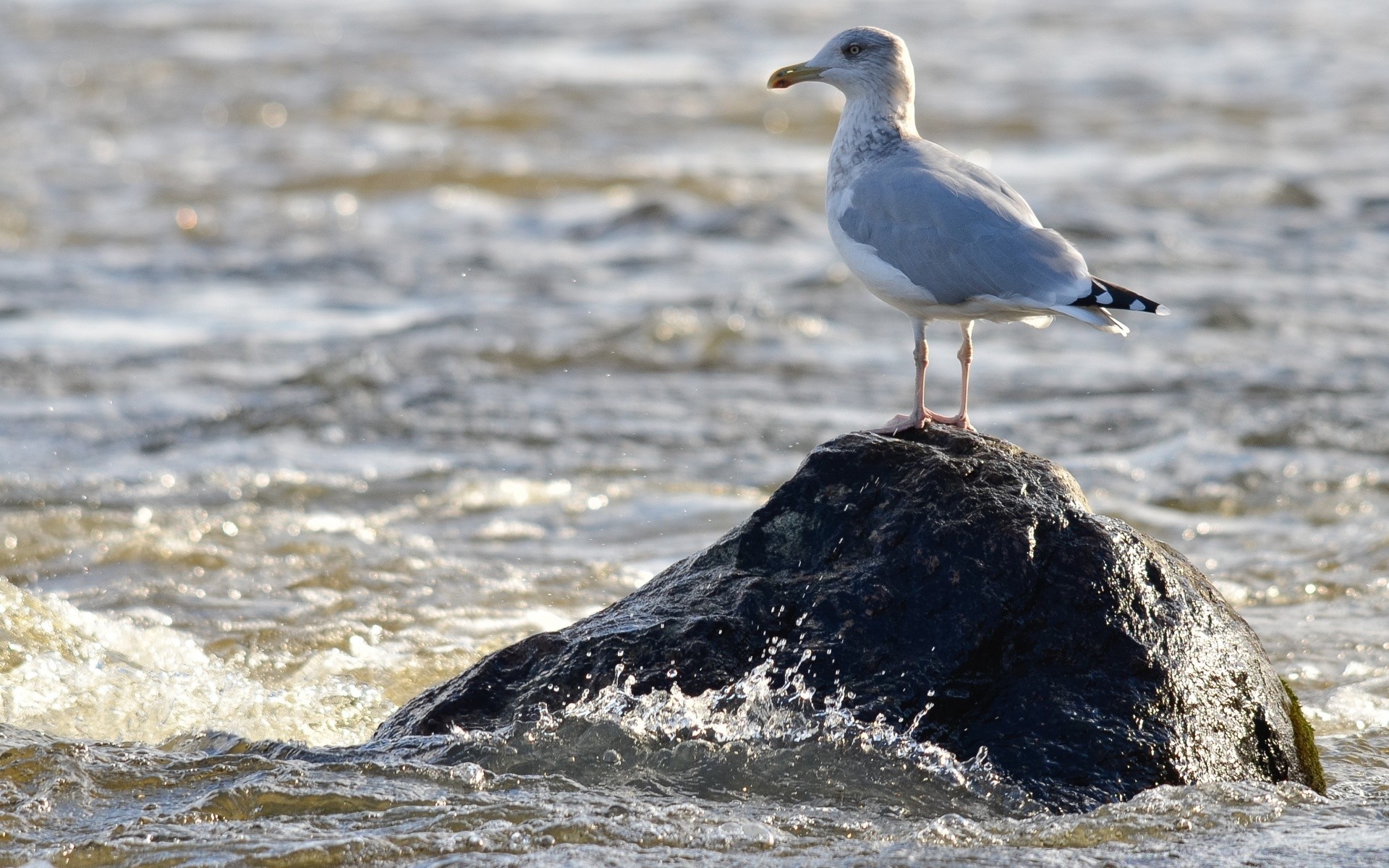 gaviota agua pájaro mar gaviotas océano vida silvestre playa naturaleza mar animal al aire libre ola surf costa salvaje