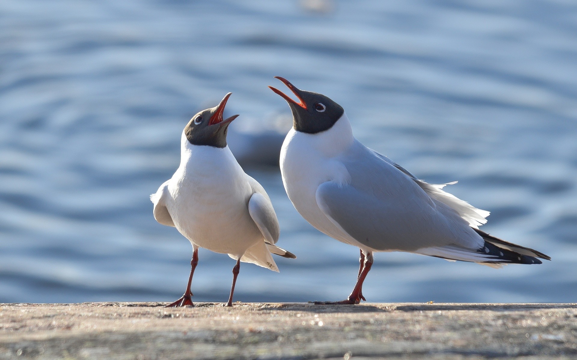 seagull bird wildlife seagulls animal beak feather nature wild wing flight avian seabird