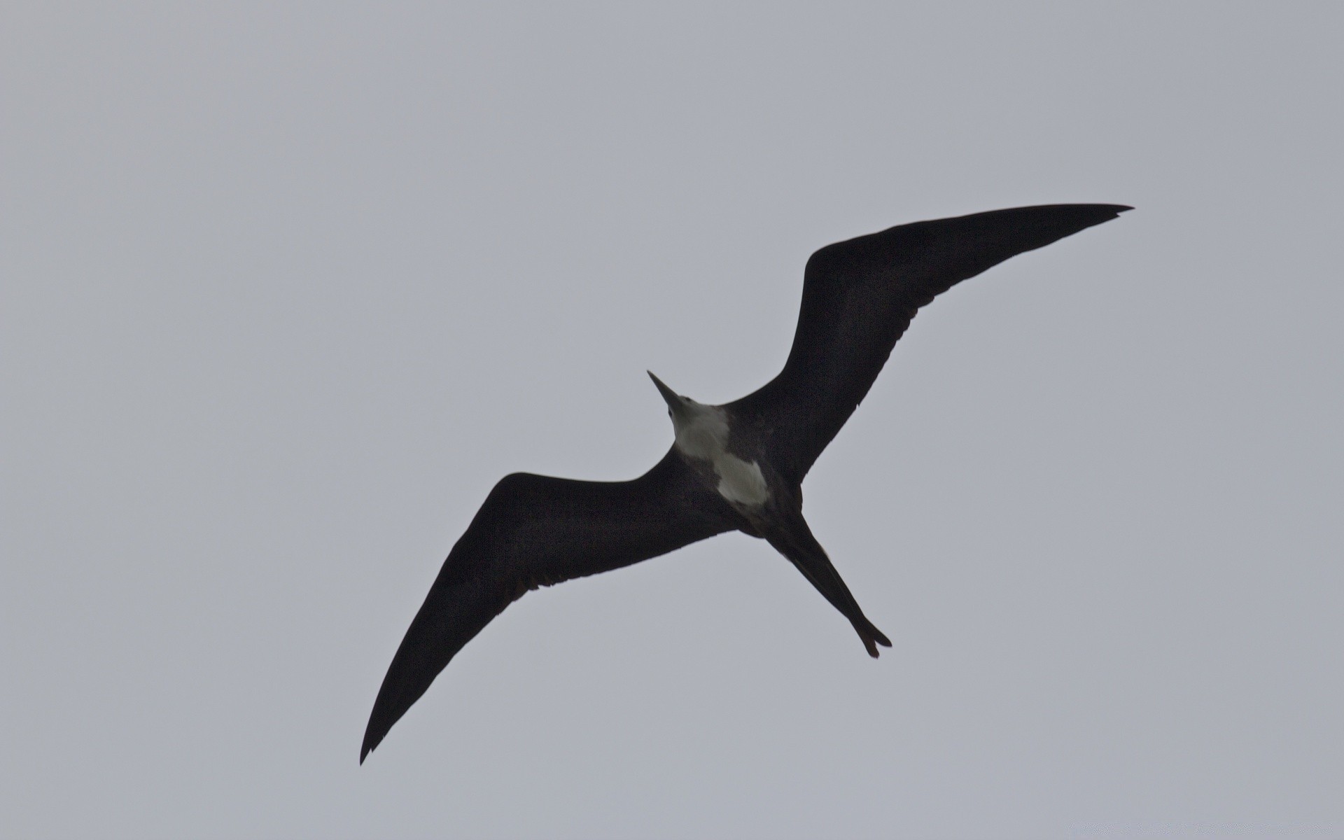 birds bird wildlife flight outdoors nature fly