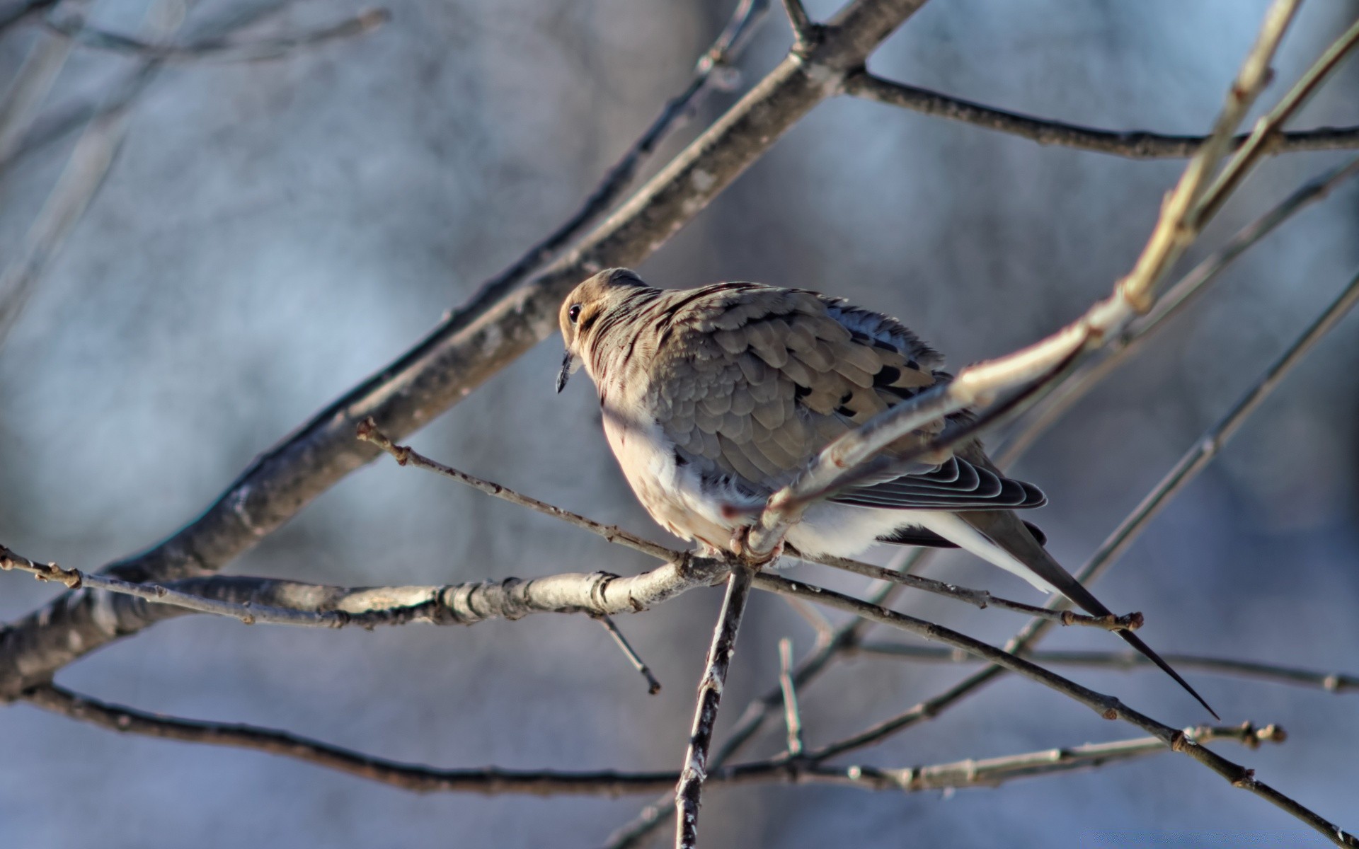 gołąb natura ptak zima na zewnątrz przyrody zwierząt dziki drewna kolor