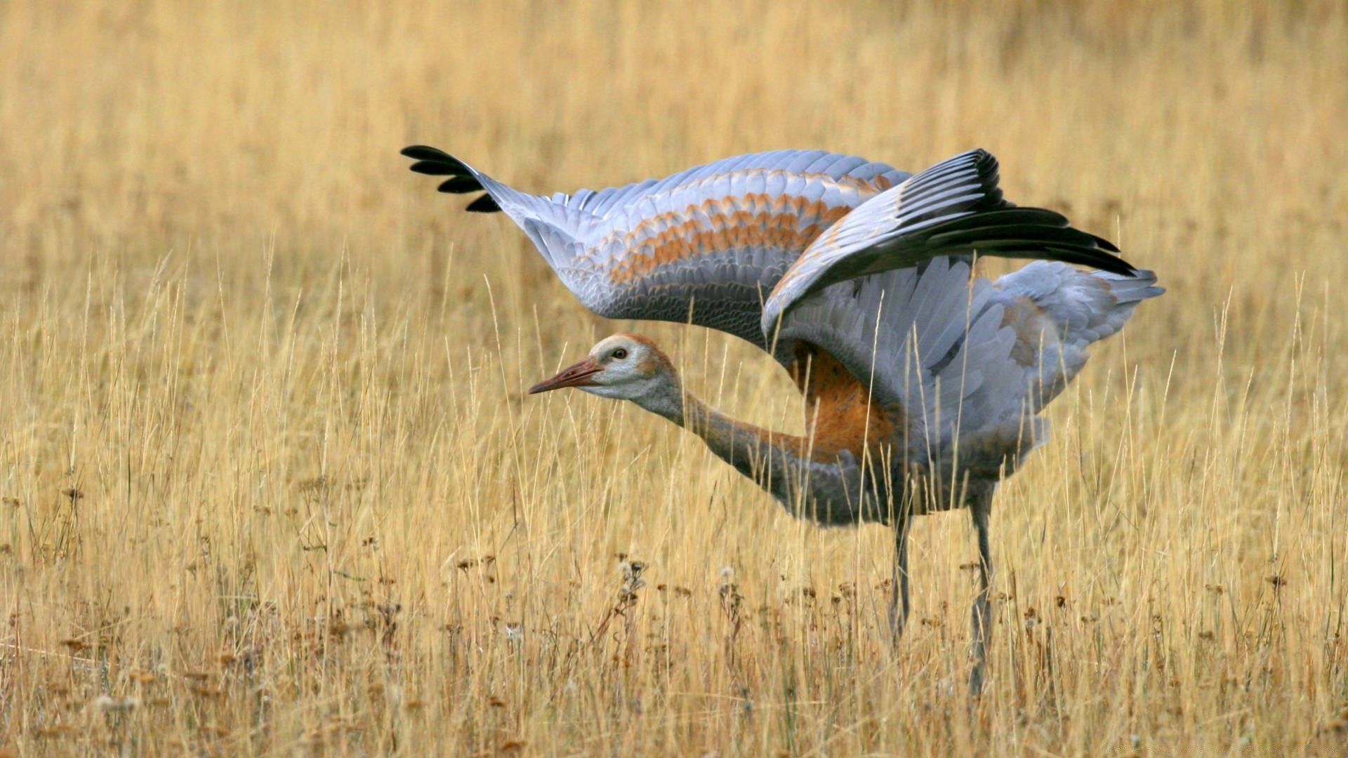 sauvagine faune oiseau animal nature sauvage plume herbe à l extérieur bec avian