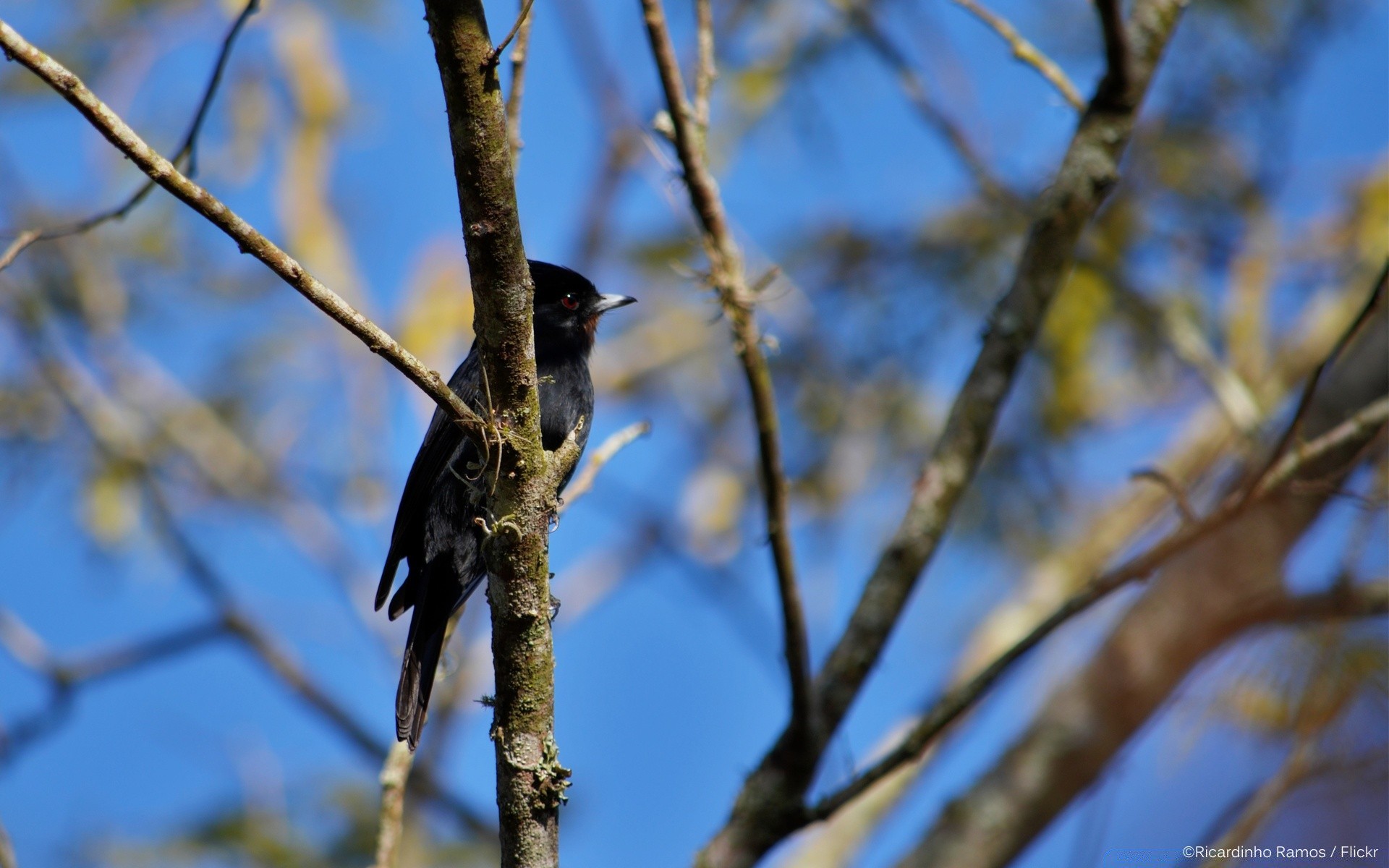 birds bird tree nature wildlife outdoors songbird animal wood starling winter sky blackbird feather park birdwatching