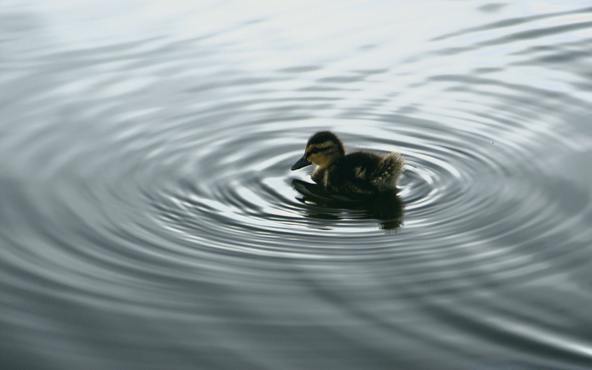 pulcini acqua piscina lago anatra riflessione uccello fiume nuoto bagnato natura uccelli acquatici all aperto sfocatura fauna selvatica germano reale ondulazione