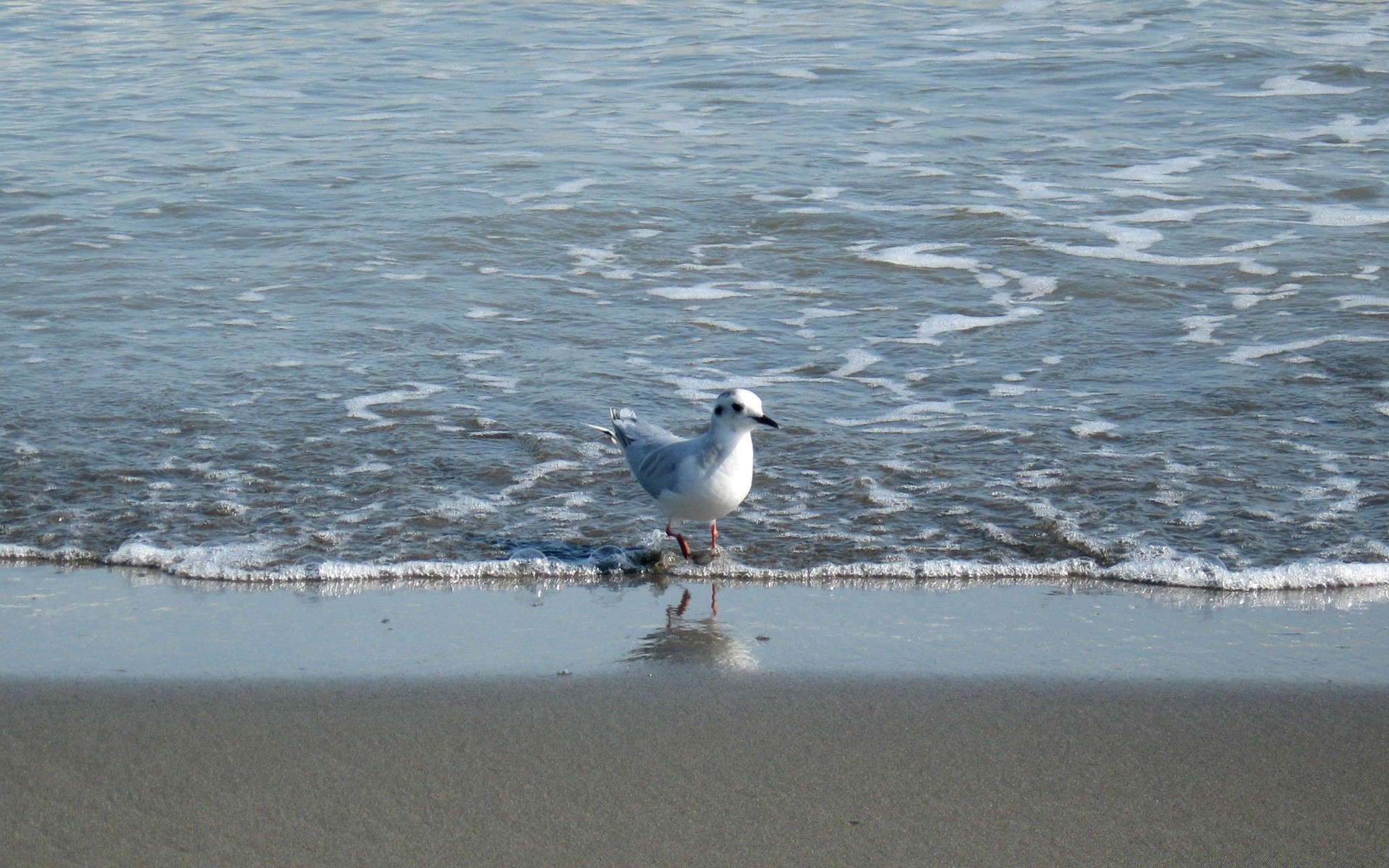 birds water beach sea bird seashore ocean seagulls sand winter travel shore outdoors lake nature daylight summer sky