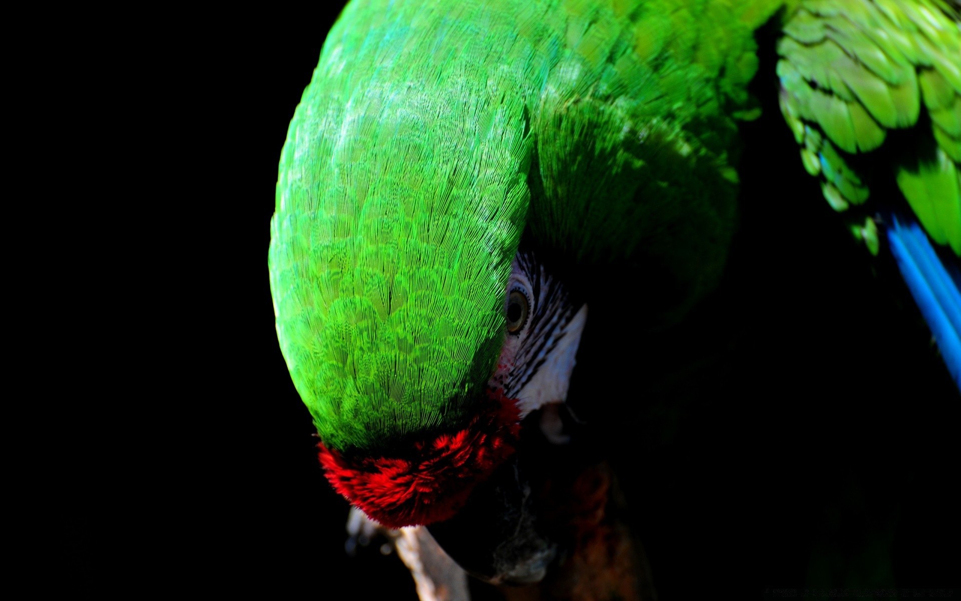 pappagallo uccello colore luminoso