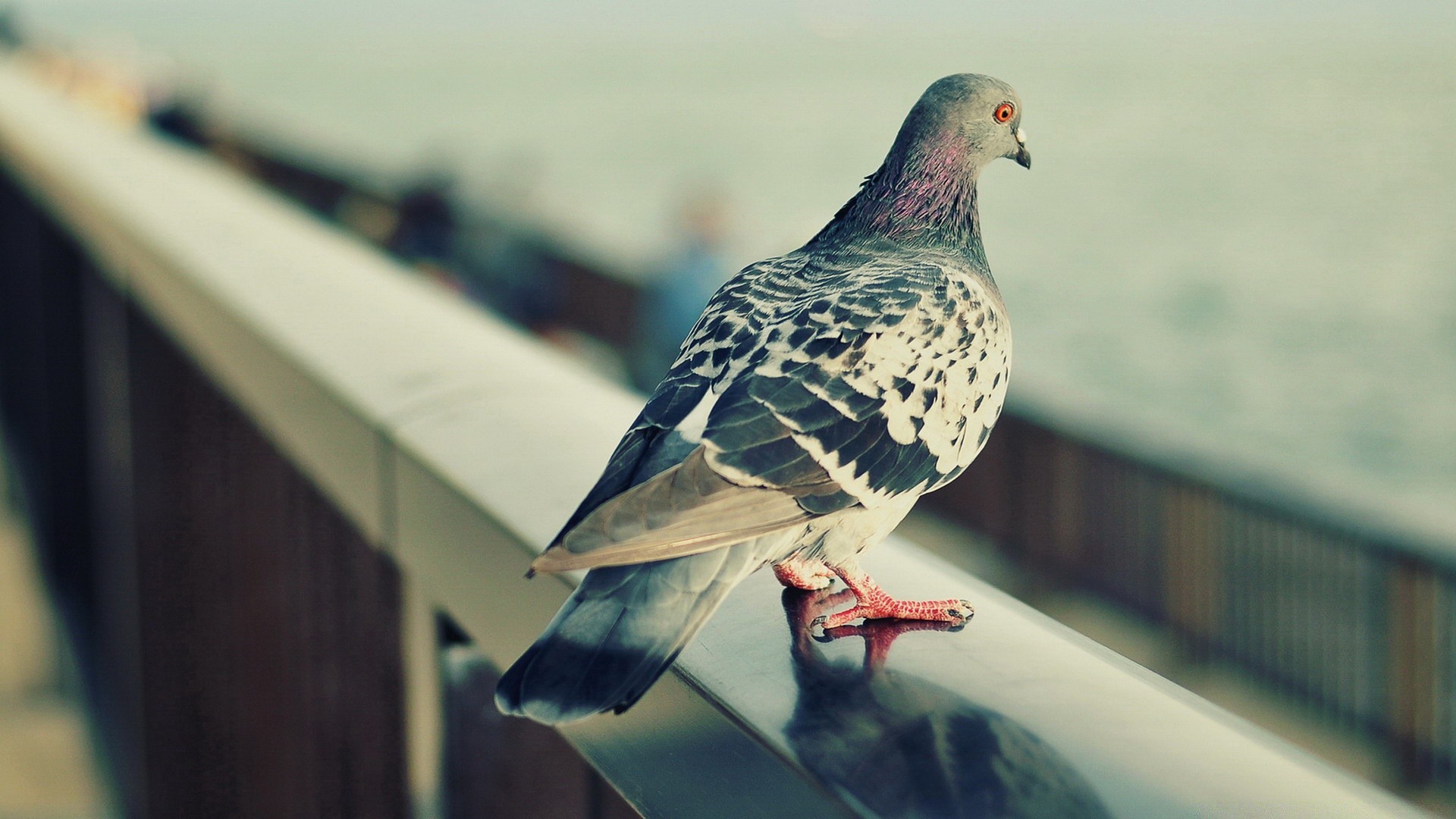 pigeon oiseau pigeon la nature la faune à l extérieur aile animal vol unique