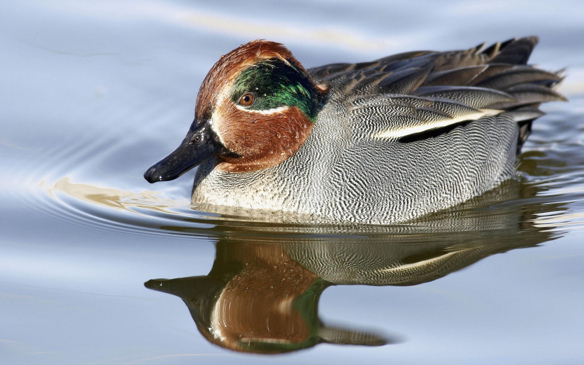 anatra uccello fauna selvatica animale piscina lago germano reale uccelli acquatici nuoto natura uccelli acqua drake