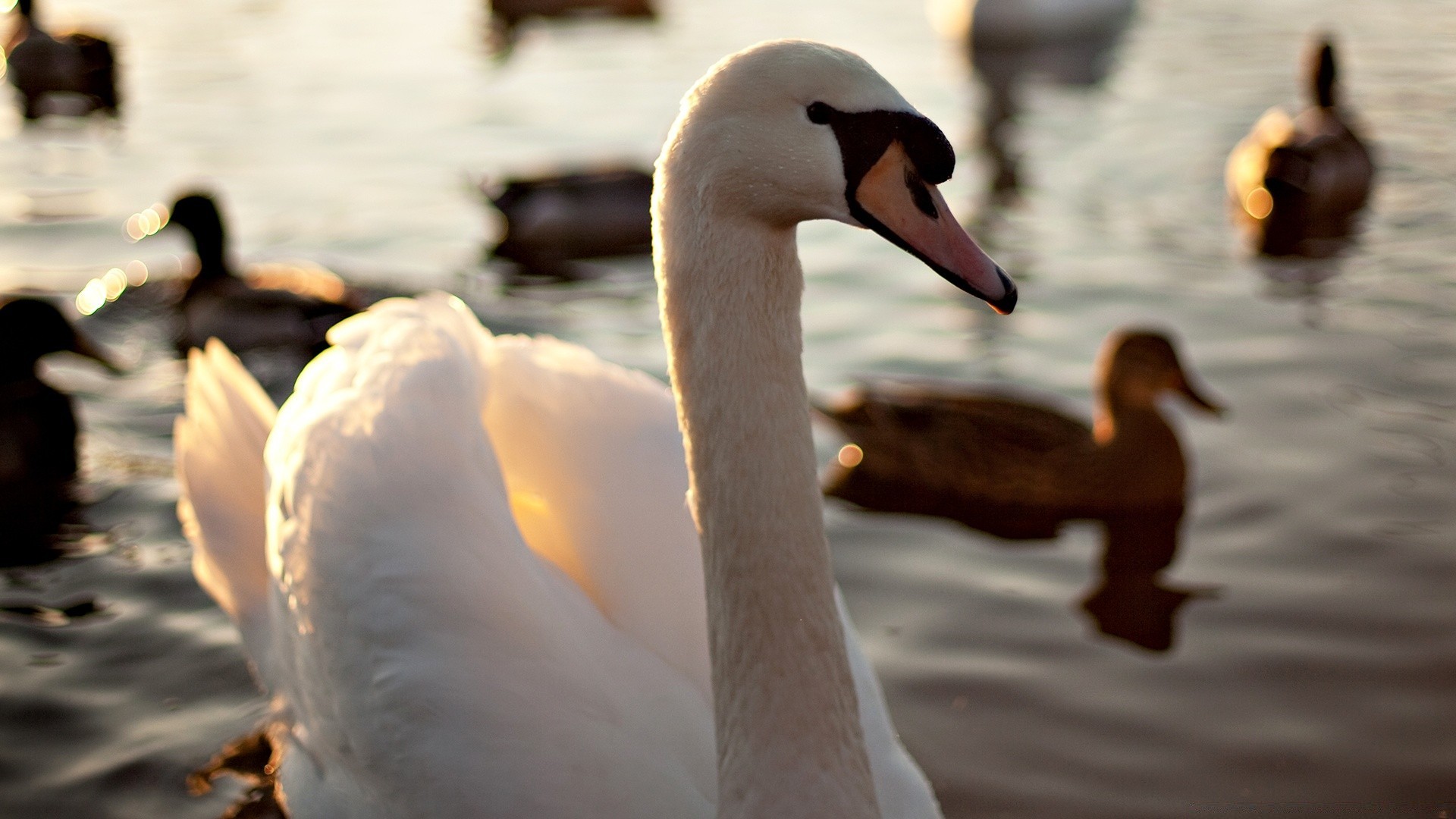 łabędzie łabędź ptak woda jezioro kaczka gęś ptactwo wodne ptaki dzika przyroda na zewnątrz basen natura odbicie pływanie zima rzeka zachód słońca miłość pióro