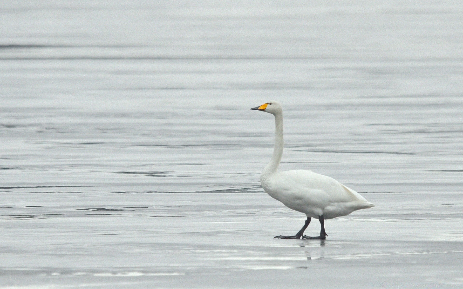 waterfowl bird water wildlife lake feather nature poultry outdoors pool seagulls wild animal beak