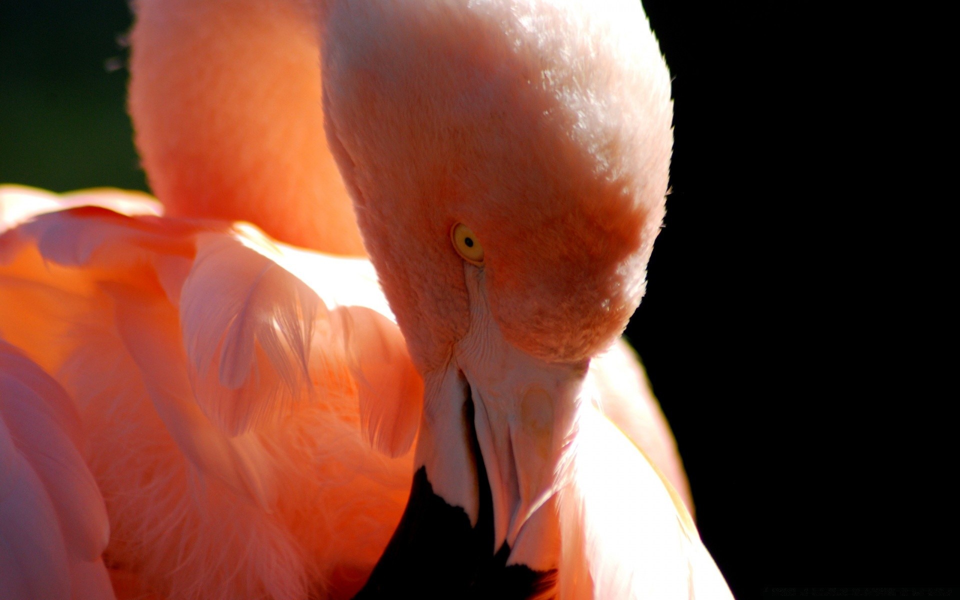 flamingo ptak pojedyncze dzikie wody pióro portret