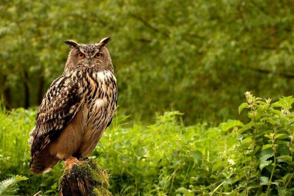 L oiseau le plus sage du monde