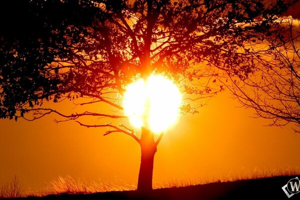 Albero deciduo in controluce dal sole al tramonto