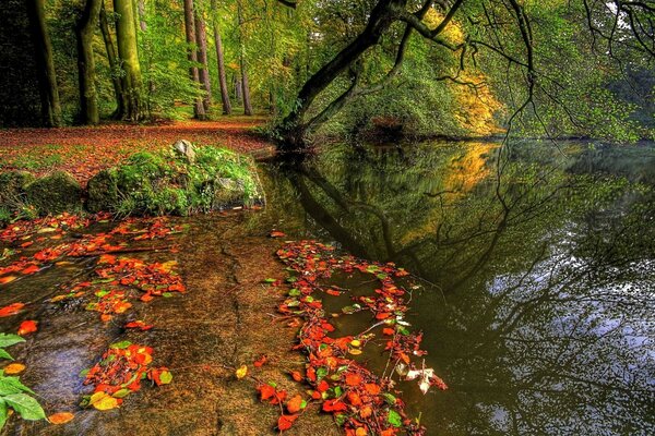 Schöner Teich mit Bach im Herbst