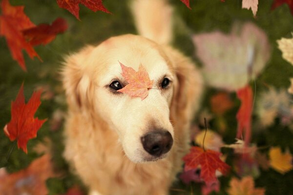 Cute dog with a leaf on its muzzle