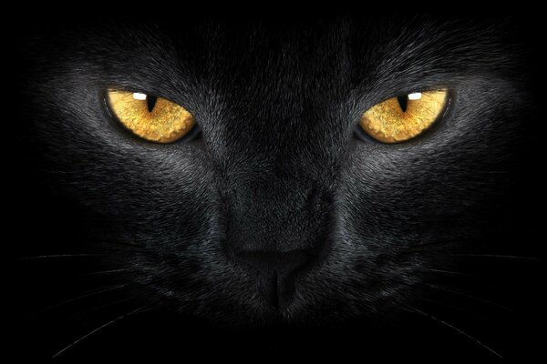 The muzzle of a black cat with yellow eyes