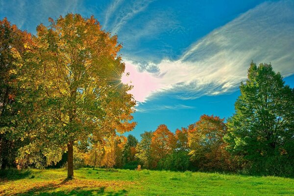 秋天的森林，明亮的树叶映衬着蓝天