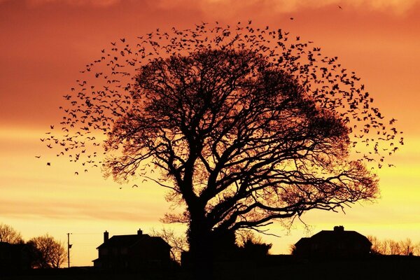 Every morning these birds fly for food, and in the evening they sleep here