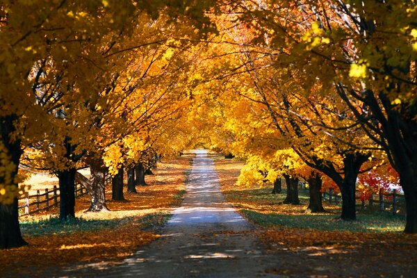 Herbstpark. Gelbe Bäume