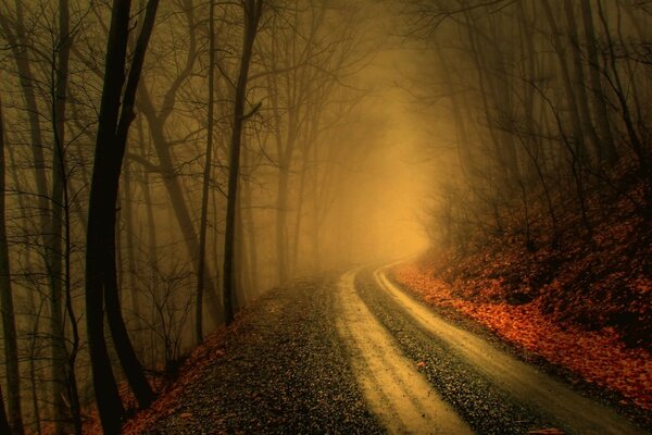 Foresta autunnale annegata in foglie arancioni