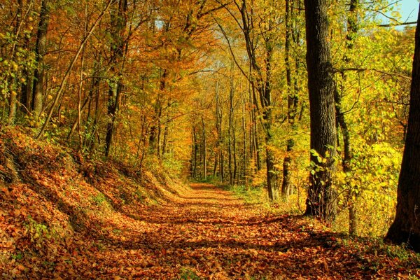 Sendero en el parque de otoño, follaje dorado caído, luz del sol