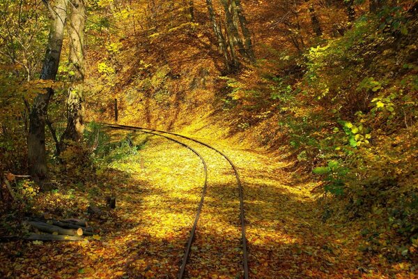 A road in the middle of autumn trees