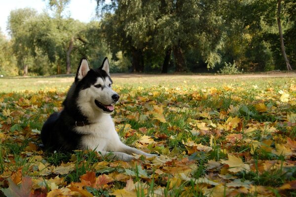 Husky on the grass with fallen leaves