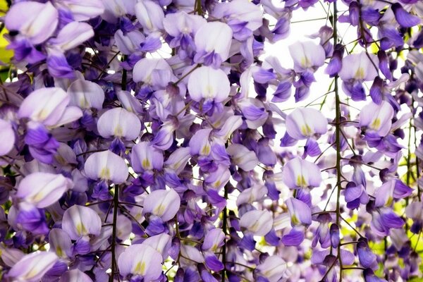 Die Schönheit der Flora im Blumengarten