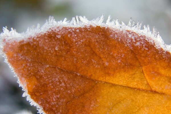 Snow-covered yellow leaf close-up