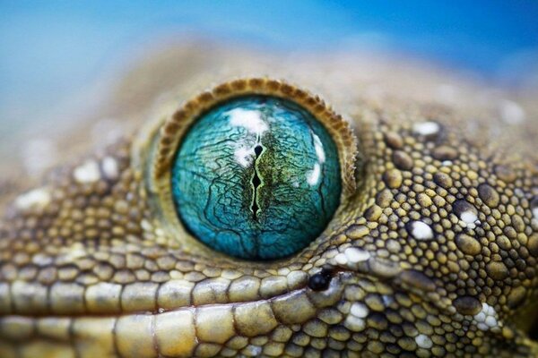 The lizard s eye reflects the sky