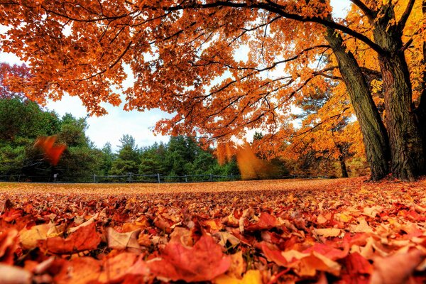 Herbstwald. gefallene Herbstblätter