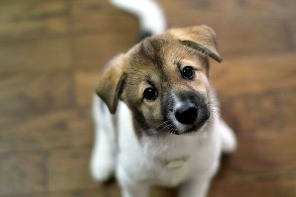 Cute puppy close-up