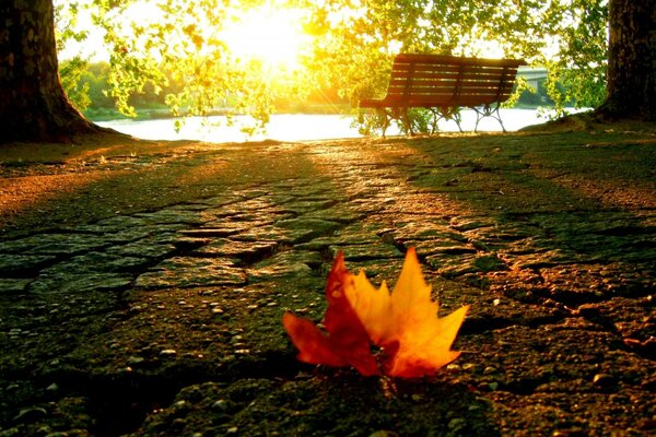 Ein gefallenes Blatt auf dem Weg zum See