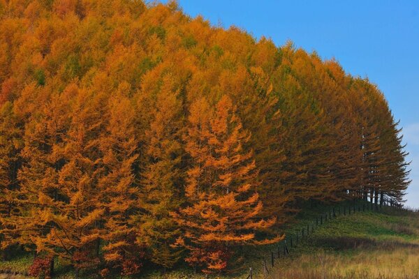 Herbstlandschaft im Freien