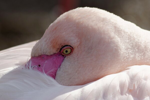 The pink flamingo buried its beak in the feathers