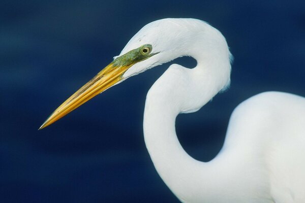 A white bird with a long beak