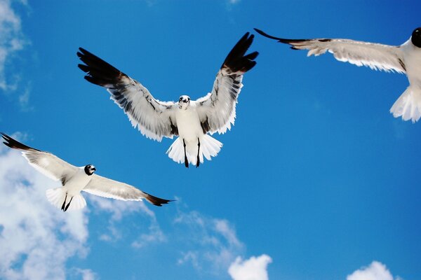 Vuelo de pájaro. Libertad y facilidad