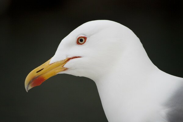 White seagull close-up