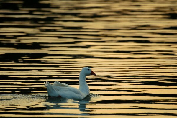 A swan is floating on the lake