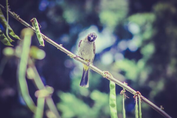 Hermoso pájaro en la naturaleza