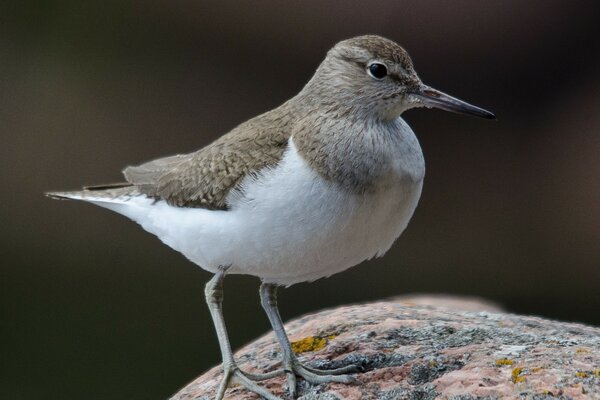 Wild bird on a rock