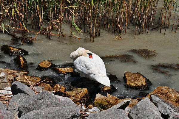 Ein Schwan versteckt seinen Kopf unter einem Flügel