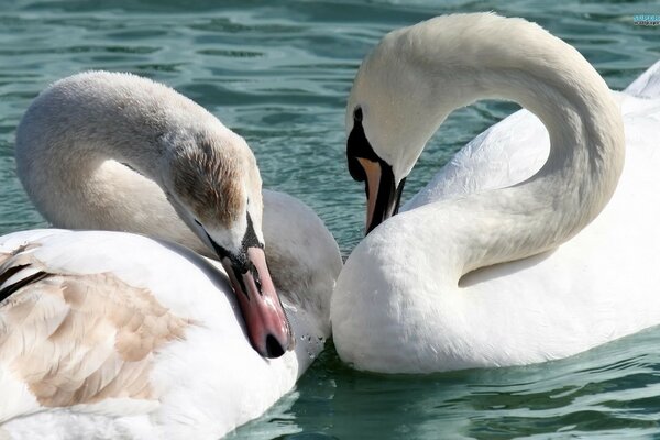 Cute swans swim and wash